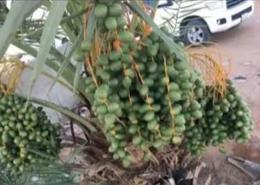 Land for للبيع in Al Butayn - Al Qassim